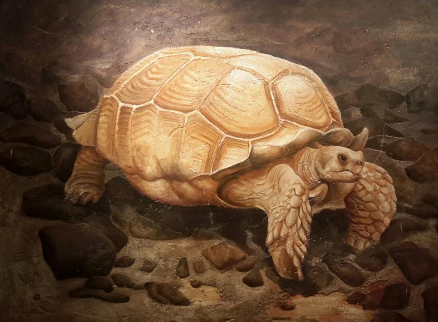 La vecchia tartaruga.....