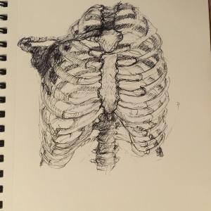 Ribcage study- front Ribcage study- front