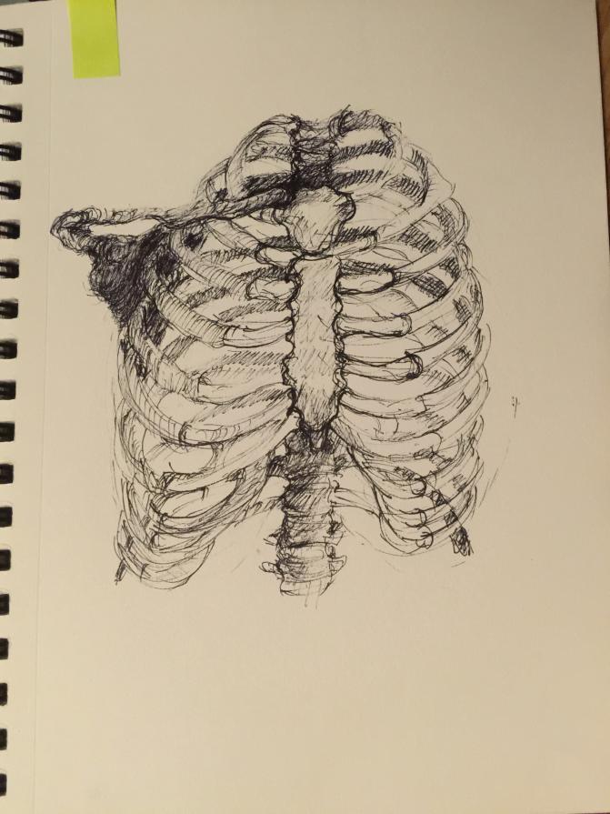 Ribcage study- front