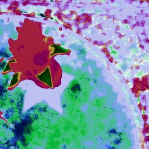 Un Fiorellino per Te ♡