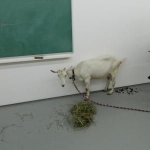 The Trading Project : Goat Milking Part The Trading Project : Goat Milking Part