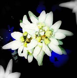  edelweiss2008