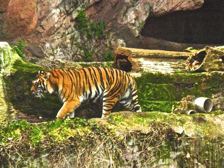 Pareidolia Pareidolia