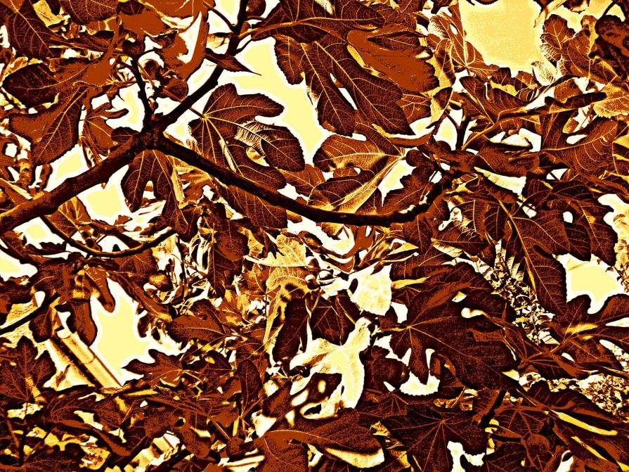 Branches and foliage under the scorching hot sunshine