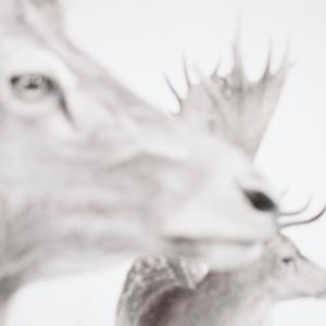 Träume sind Schäume Träume sind Schäume