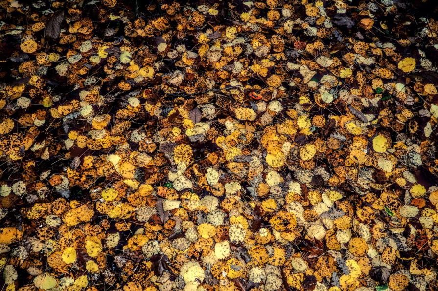 Il sogno del tappeto di foglie d'oro ( The dream of the carpet of golden leaves ) 