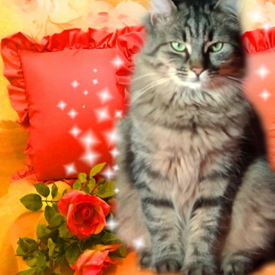 Il mio nome ë Tempesta e quí Comando io !!!!! Il mio nome ë Tempesta e quí Comando io !!!!!