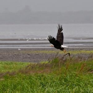 USA. Alaska 1/3. Forme di vita