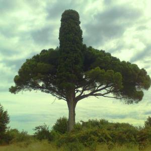 ALBERI , SOLO ALBERI , AMATI ALBERI .