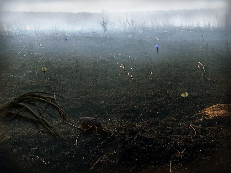 The Dandelion and the Dove