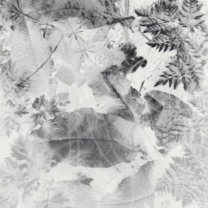 Nature with leaves, Natura con foglie