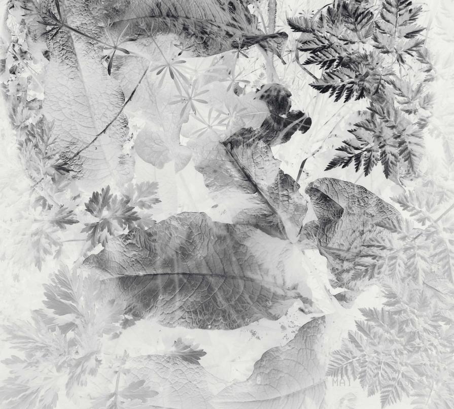 Nature with leaves, Natura con foglie