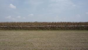 alessandra alampi - Senza titolo