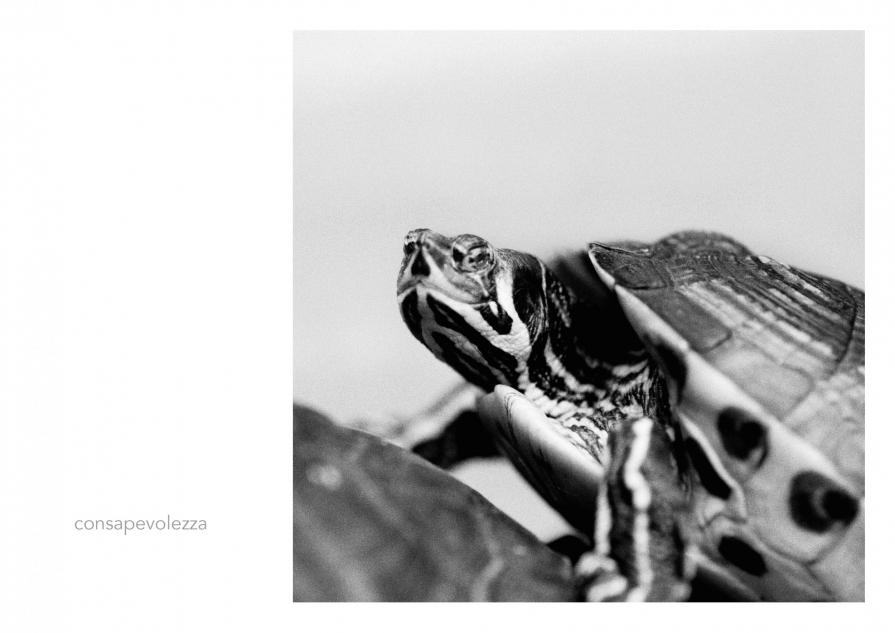 Abbecedario - Consapevolezza