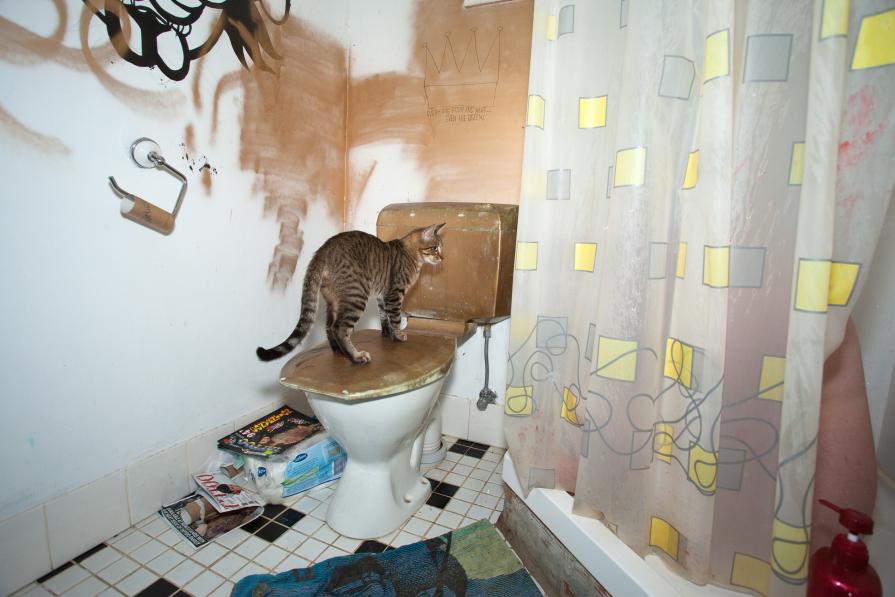 Domestic Animals: Bobby