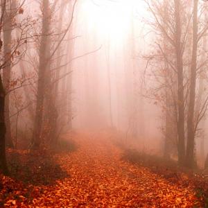 Fog in the wood Pubblicata da PhotoVogue