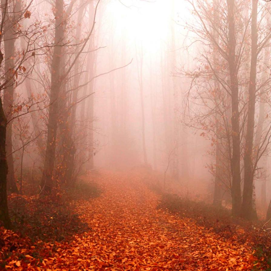 Fog in the wood Pubblicata da PhotoVogue