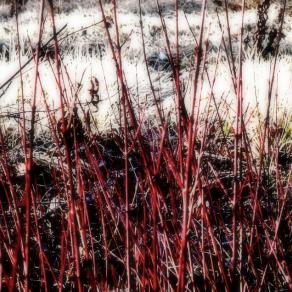 Prima di incontrare il lupo   (Before meeting the wolf ) 