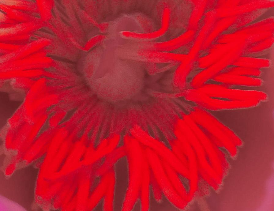 The insides of the previous Flower .