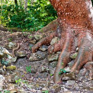 Honduras. limiti Honduras. limiti