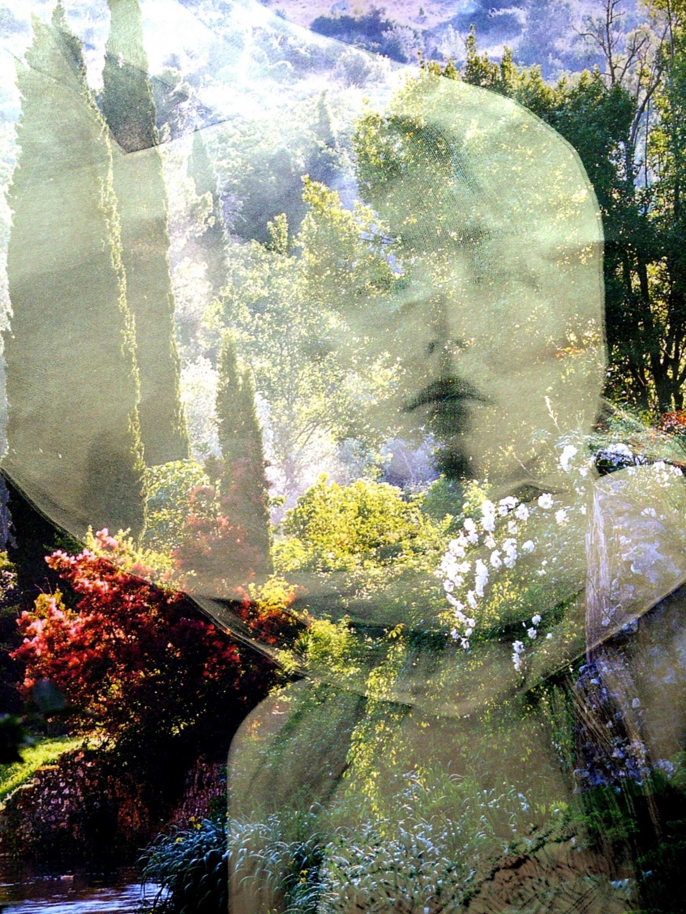 "Alberi, amati alberi"