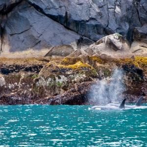 USA. Alaska 1/3. Forme di vita