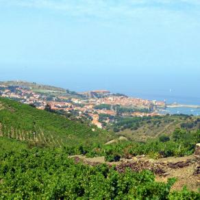 Collioure vue des vignes