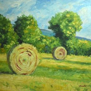 Campagna di San Vincenzo