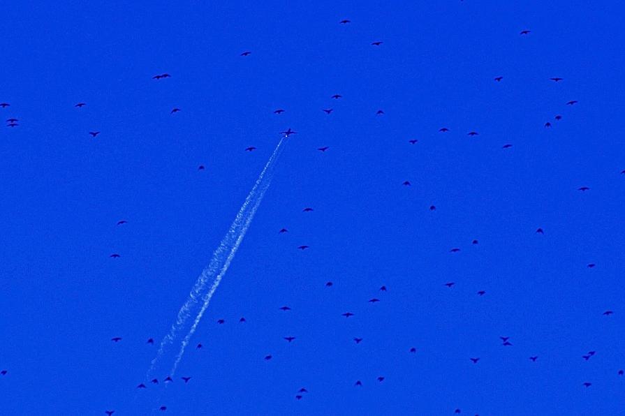 Uccello di ferro ... capo stormo - Iron bird ... head flock