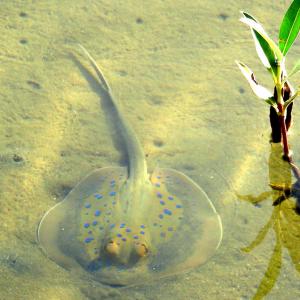 Egitto. Luxor e Marsa Alam