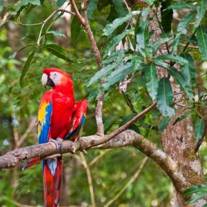 Honduras. limiti Honduras. limiti