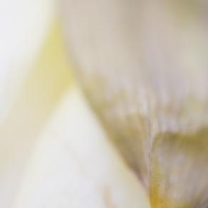 MACRONATURA. Petali e boccioli