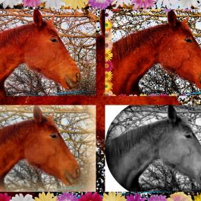 Le rêve du cheval !