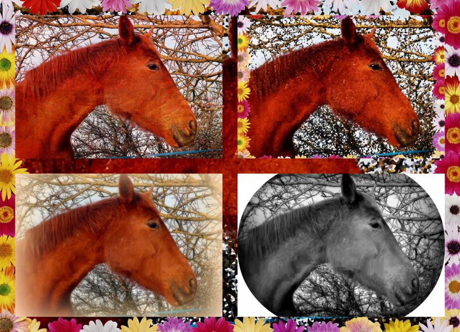 Le rêve du cheval !