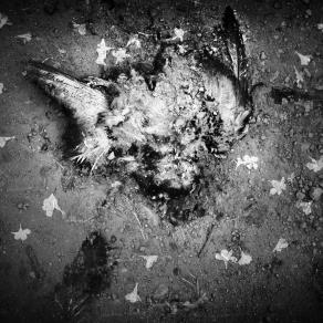 Morte e Risurrezione