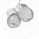 Pears