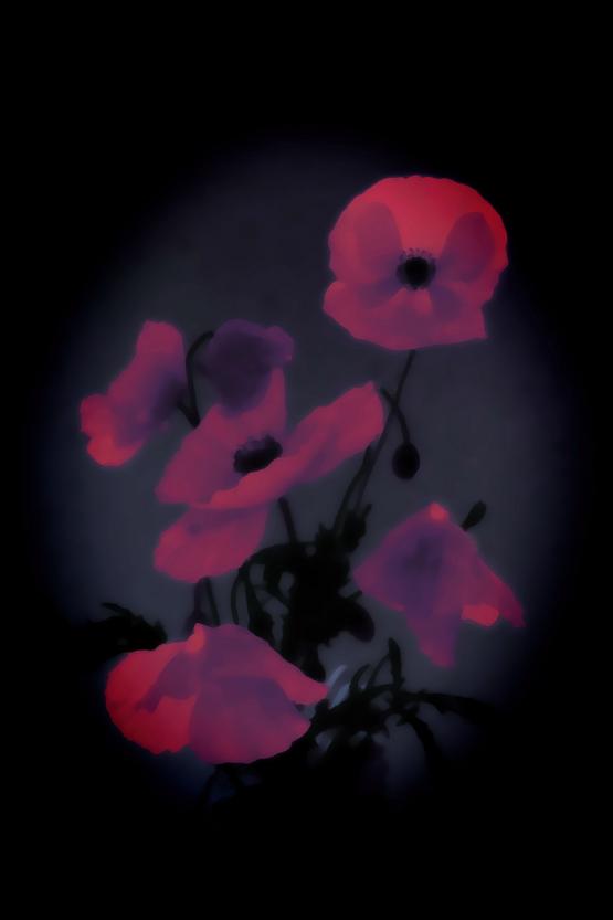 Il tuo sorriso svanisce al tramonto   ( Your smile fades at sunset  )