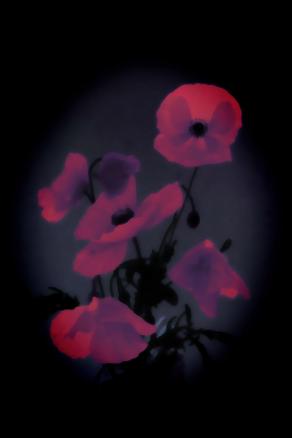 Il tuo sorriso svanisce al tramonto   ( Your smile fades at sunset  )