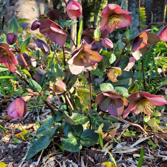 hellebore penny's pink in spring (base photo) hellebore penny's pink in spring (base photo)