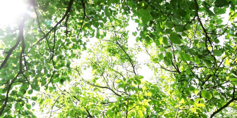 Al di là - Si non sedes, is