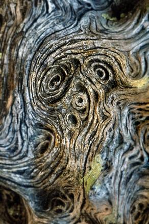 L'urlo di San Rossore