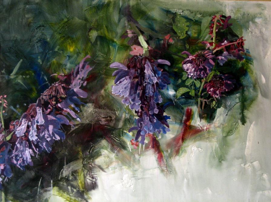 Salvia Flowers Salvia Flowers