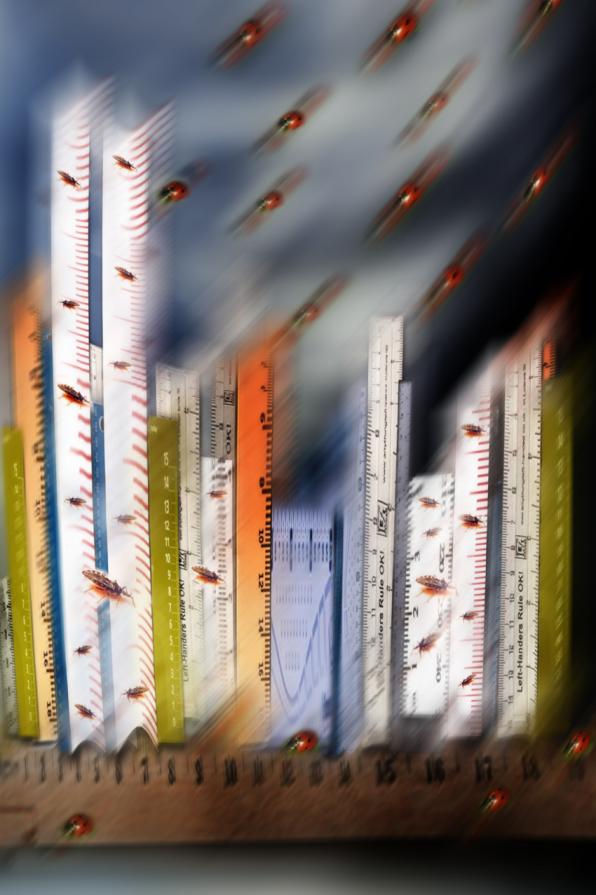 New York, due tipi di bugs, Ladybugs e bedbugs, New York, due tipi di bugs, Ladybugs e bedbugs,