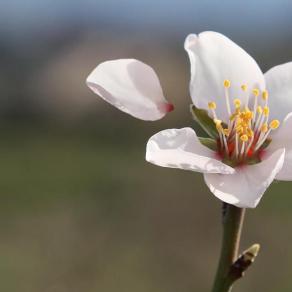 L'addio di un petalo