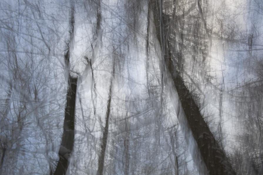 The Pencil of Nature / Forest VIII