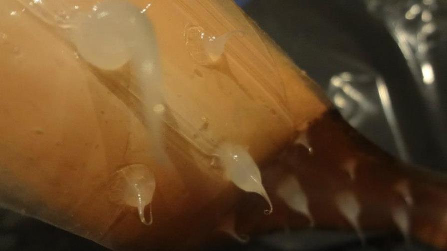 la vie poubelle (flagelle)