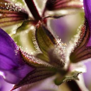 In Memory Love of.....Roberta Suzzi