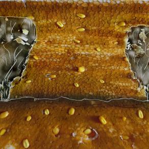 polistirolo cromie, campo di grano turco.