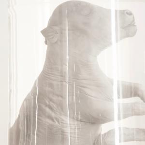 Träume sind Schäume Träume sind Schäume