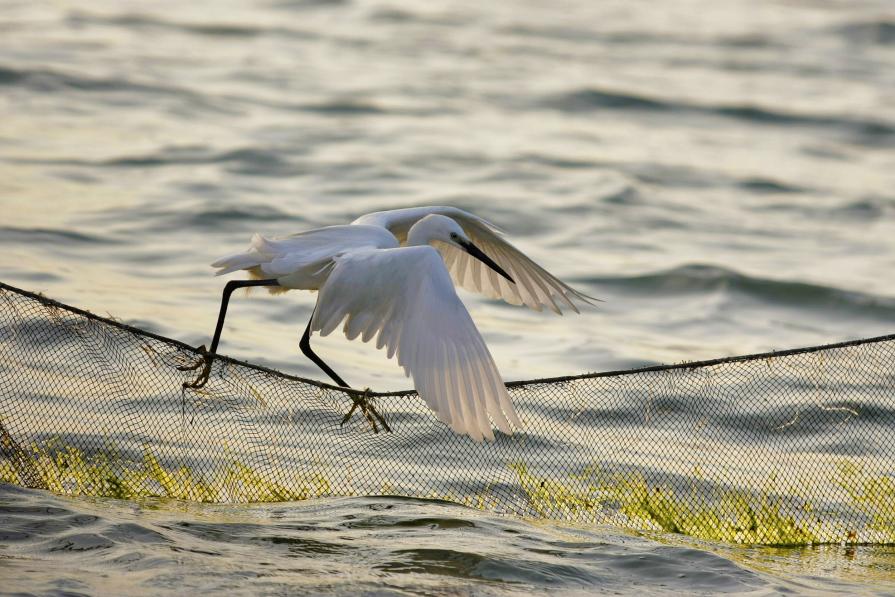 Garzetta equilibrista